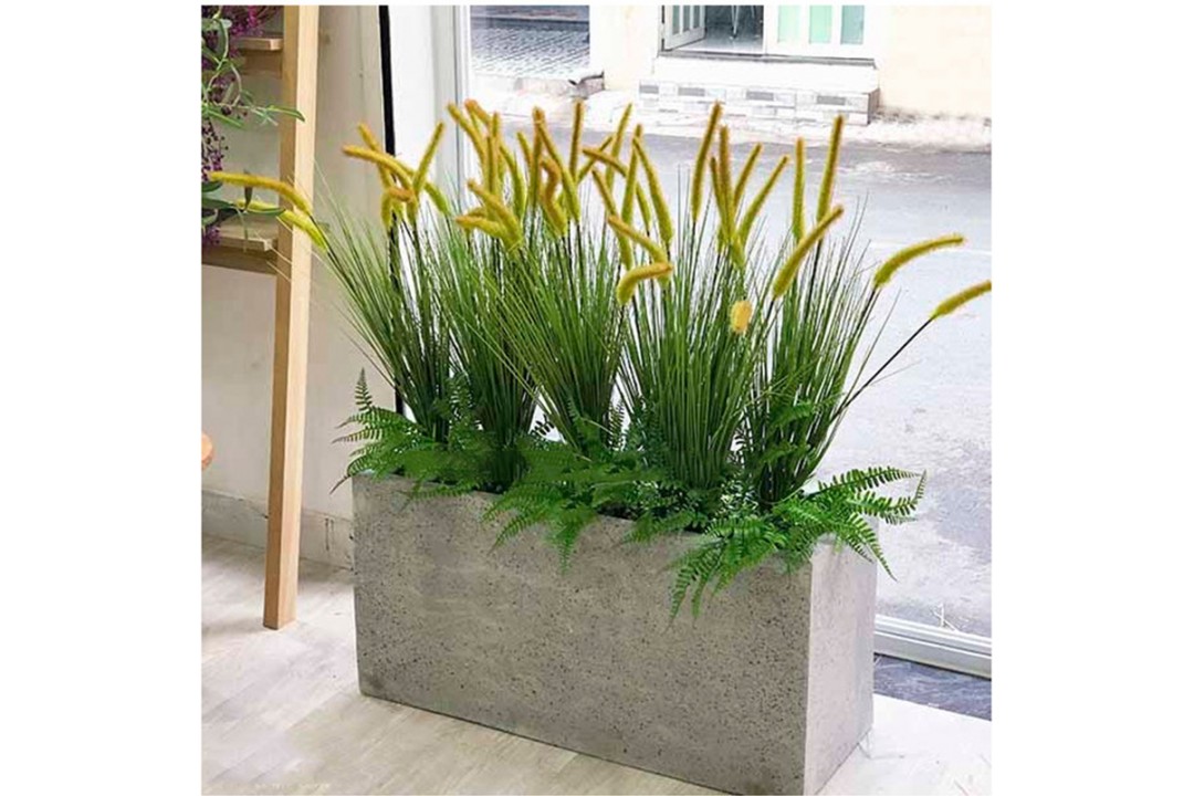 Bồn cỏ đuôi chồn 80x40x25cm